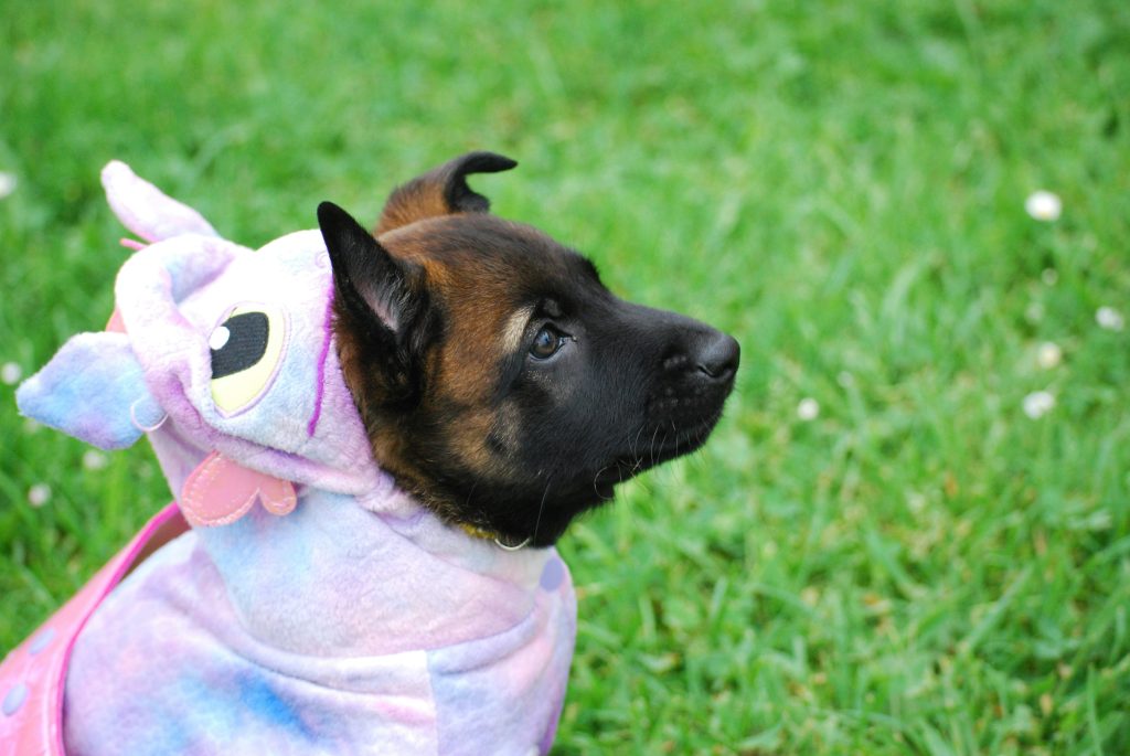 A very young and very cute German Shepherd puppy in an iridescent unicorn costume