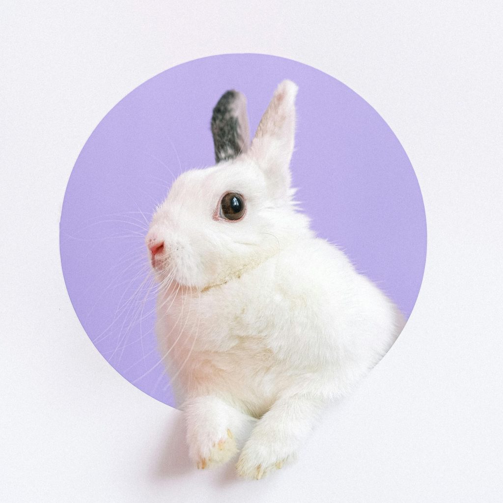 a white bunny with a grey ear emerging from a lilac colored hole in the post canvas